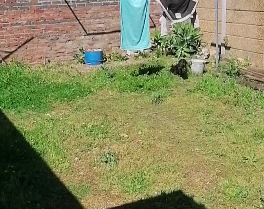 Rabbits playing tag