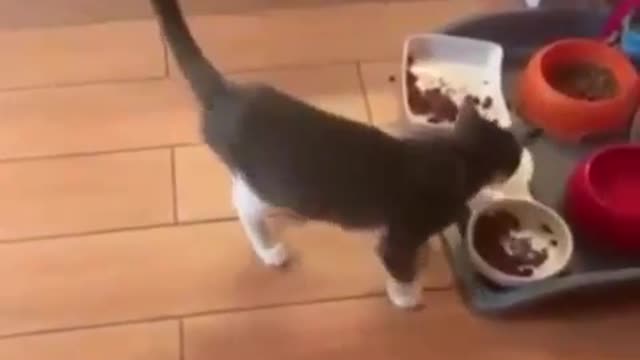 Funny cat 😃😂