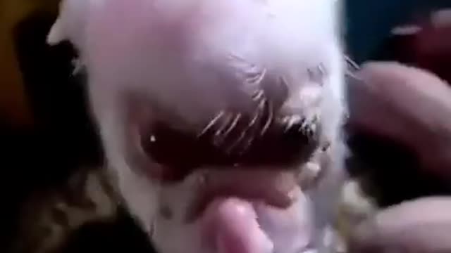 DUMBSANDUNDERGROUND CLONING ANIMALS IN THE D U M B S