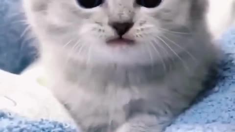 Cute baby kitten sound