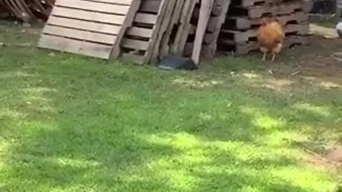 A hen and a dog play hide and seek