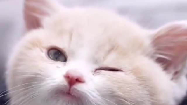 The cute kitten hasn't grown up yet
