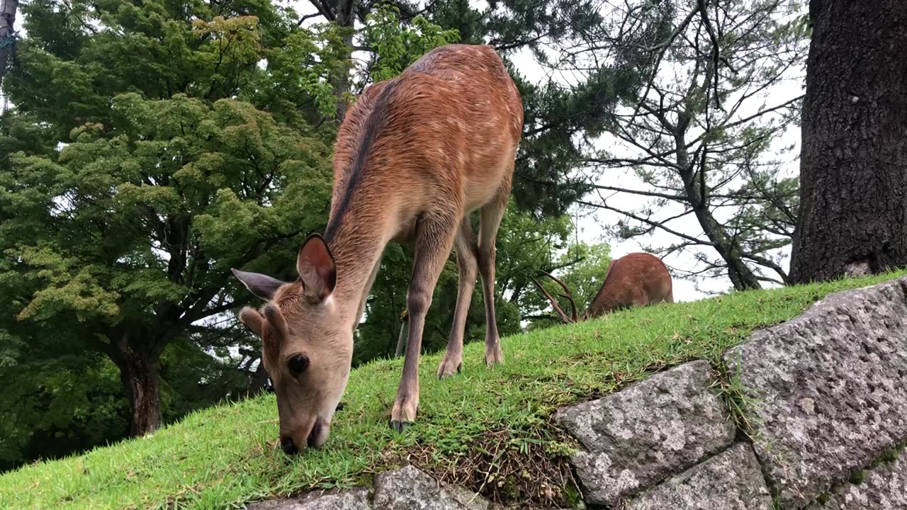 Feeding Baby Deer in Japan 'Nara'