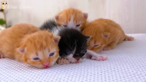 Adorable kitten moments the sound of cats meowing farm animals