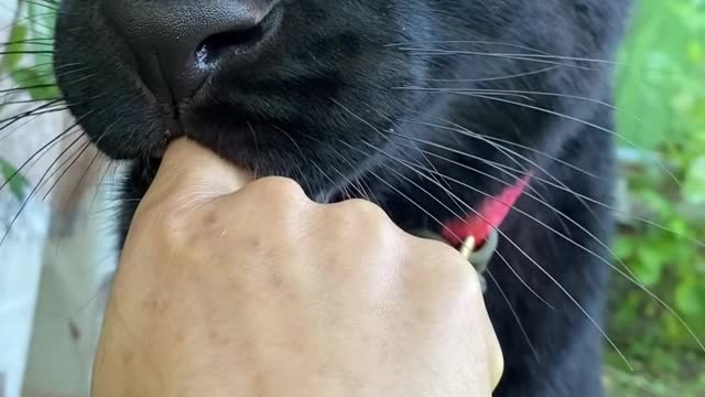 A very well tamed panther that doesn't eat my finger.