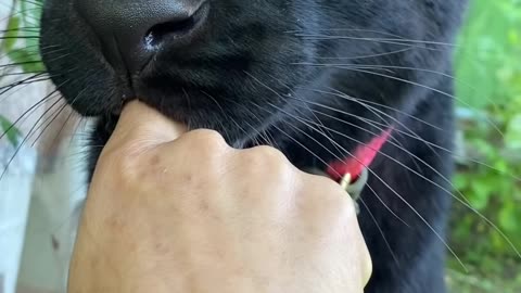 A very well tamed panther that doesn't eat my finger.