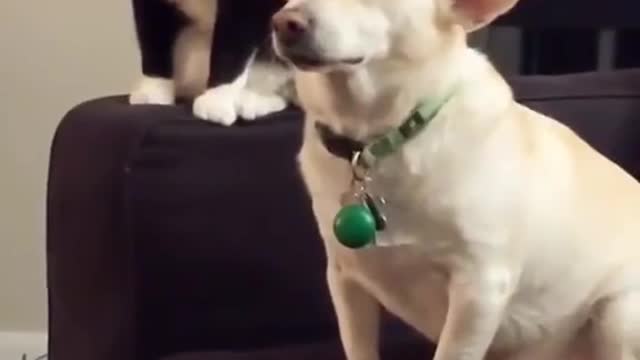 The cat was thinking really hard and looking for opportunities to the dog
