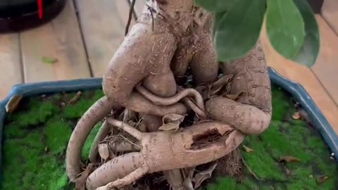 Small tree branches like ginseng