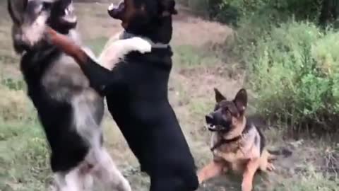 Rottweiler vs German Shepherd dog