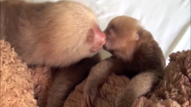 Baby Sloths Being Sloth 3