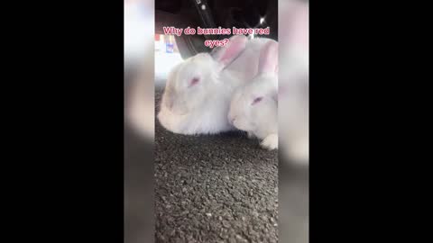 Rabbits looking funny