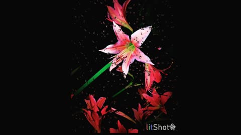 Beautiful lily ,red lily, relaxing music,