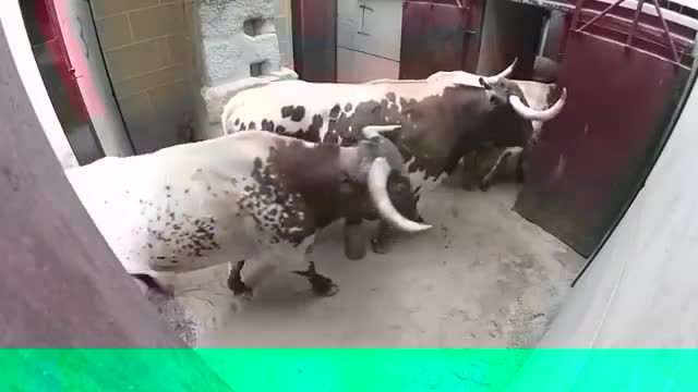 DANGEROUS BULL FIGHT