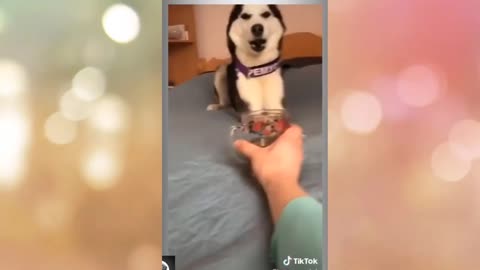 Funny dog, 🤣🤣🤣try not to laugh challenge