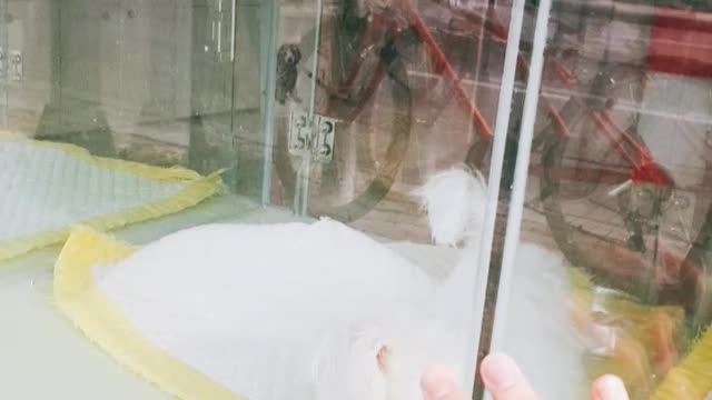 A white puppy running in a good mood