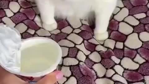 Funny cat