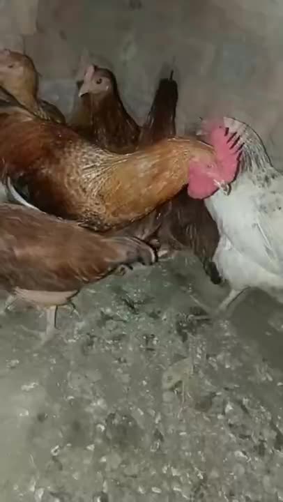 tatus short videos #shorts # #most #video #beautiful #hens #subscribe