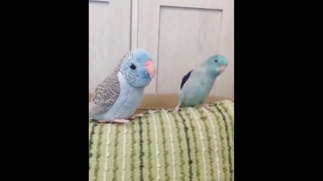 funny birds 1#