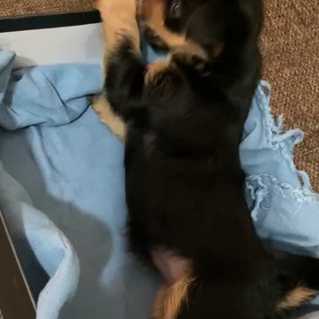 Our little girl is York Mia. First meeting