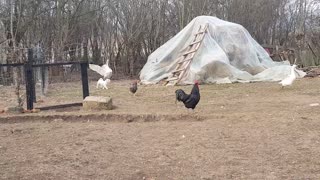 Small dog chasing for goose's