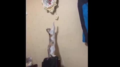 Funny cat is beating the clock