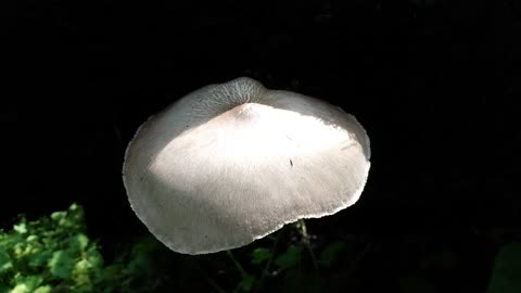 Beautiful wild mushroom.