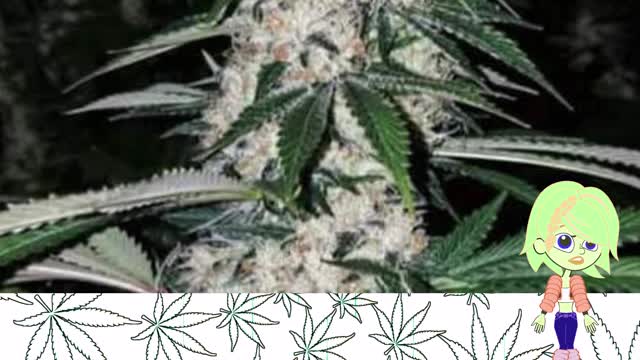 Rawtton - Ethos Genetics