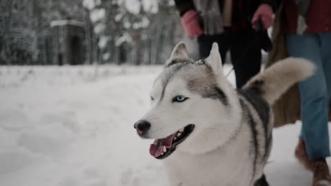 wawooo beautiful white dog