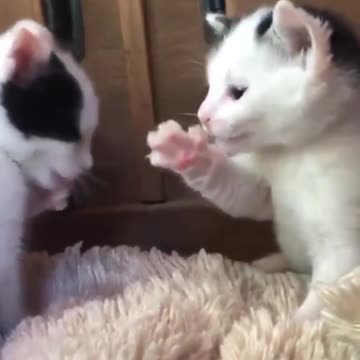 Cat love learning to clean itself. #shorts