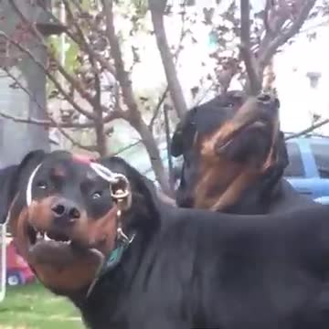 Daisy, hi _ Leash wrapped around dogs face