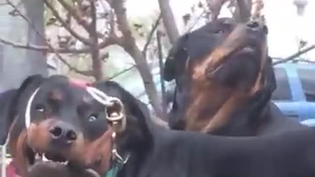 Daisy, hi _ Leash wrapped around dogs face