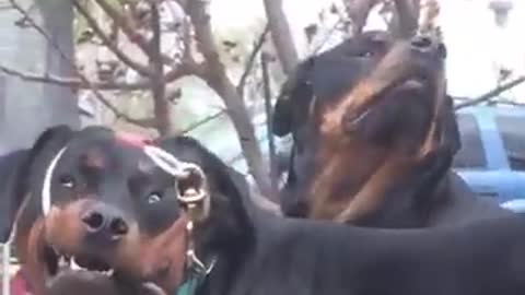 Daisy, hi _ Leash wrapped around dogs face