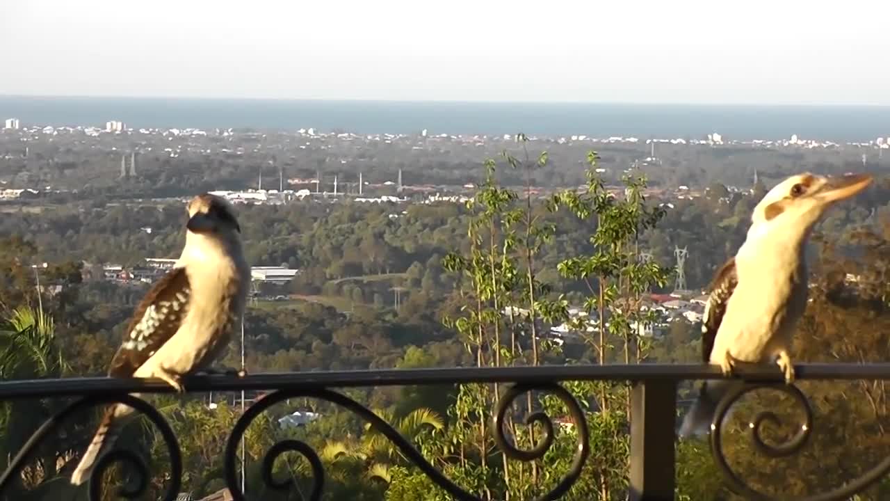 Two Laughing Kookaburra.