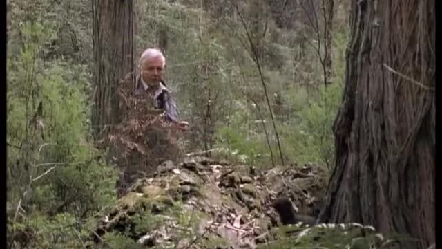 Attenborough: the amazing Lyre Bird sings like a chainsaw! Now in high quality | BBC Earth