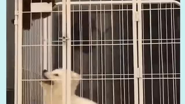 the fight of two cute dogs