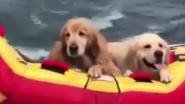 Two Golden Retriever Puppies On Holiday #shorts.mp4