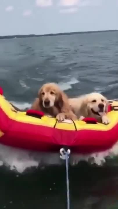 Two Golden Retriever Puppies On Holiday #shorts.mp4