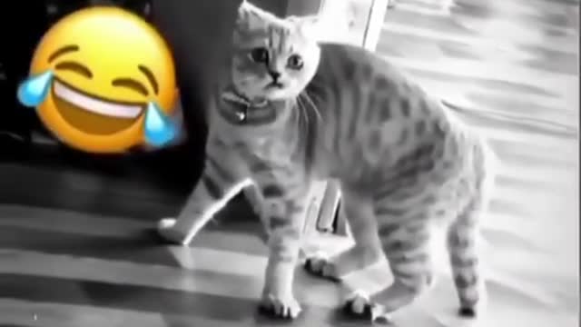 Cat gets startled by its owner