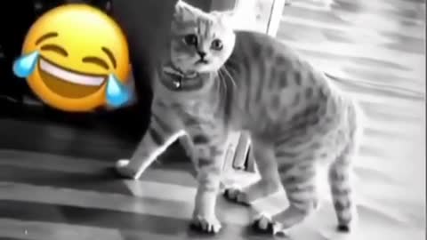 Cat gets startled by its owner