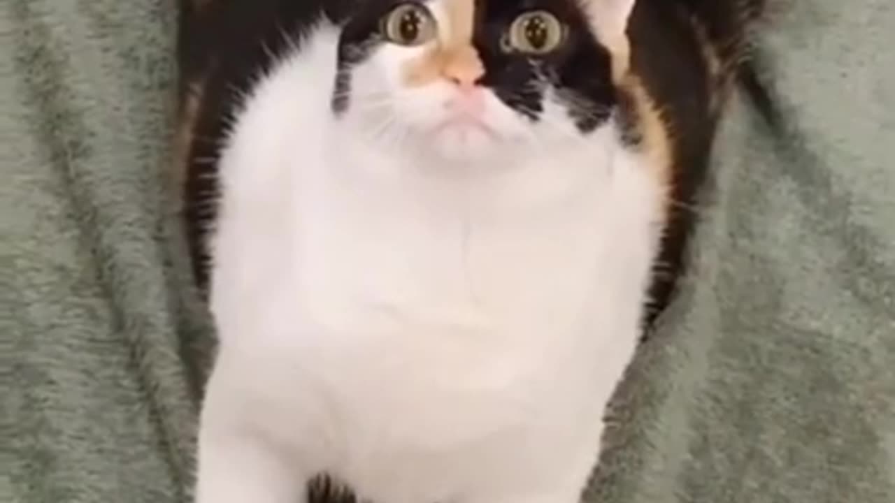 Funny cat videos.😺