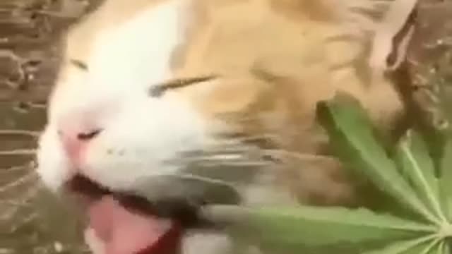 Funny cat war drunk