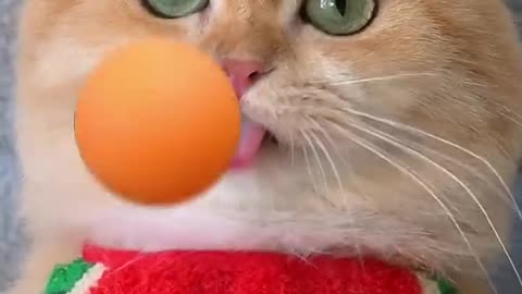 Cute cat 9 very funy animal sports