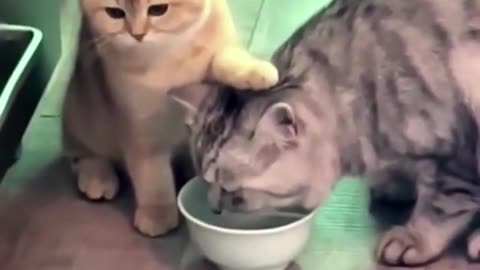 Best of the week! Funniest Cats And Dogs Video 😉