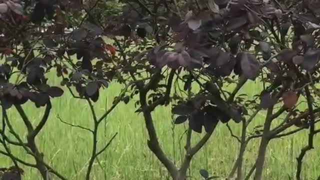 small tree deep in mountain