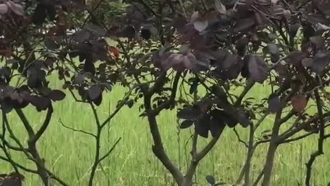 small tree deep in mountain