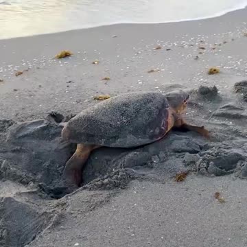 WATCH : Sea Turtle Was In The Need Of A Desperate Help. 🥺 || PART -2