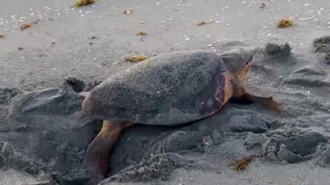 WATCH : Sea Turtle Was In The Need Of A Desperate Help. 🥺 || PART -2