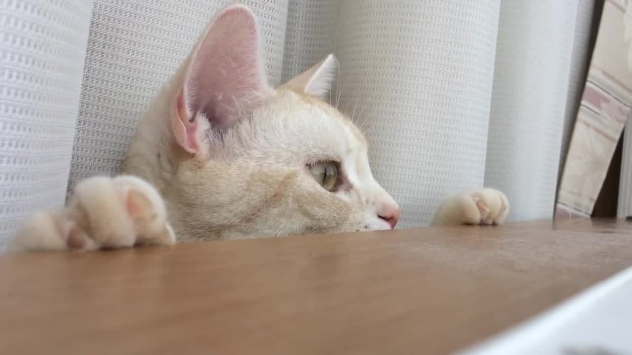 Cat talking to the snow-cats to chat with