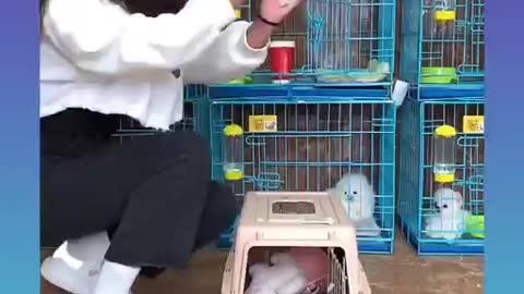 Cute and Funny Dog Videos Compilation_#short