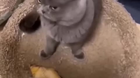 Funny Cats Moments